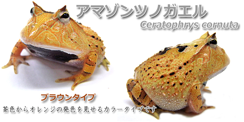 ツノガエルをはじめとする飼育から販売 HerptileFarm NUANCE(ニュアンス）：アマゾンツノガエルのページ